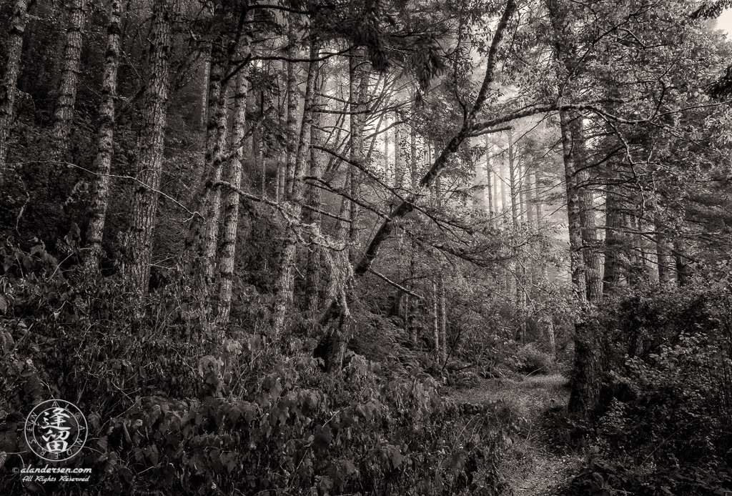 Alder trees blanketed with morning coastal mist at Del Norte Coast Redwoods State Park in Northern California.