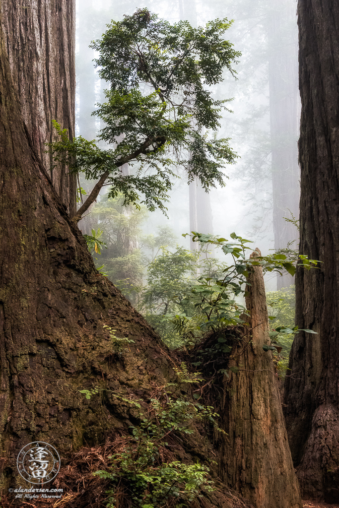 New growth springs from remants of old redwood giant at Del Norte Coast Redwoods State Park in Northern California.