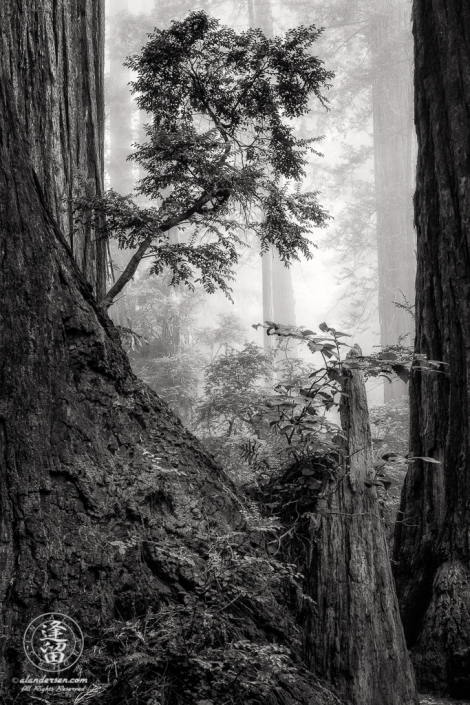 New growth springs from remnants of old redwood giant at Del Norte Coast Redwoods State Park in Northern California.