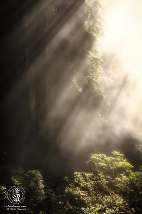 Coastal mist envelopes redwood trees at Del Norte Coast Redwoods State Park in Northern California.