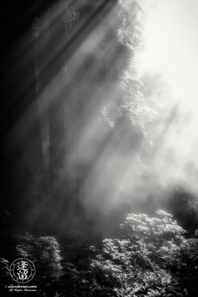 Coastal mist envelopes redwood trees at Del Norte Coast Redwoods State Park in Northern California.