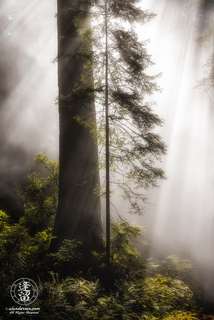 Coastal mist envelopes redwood trees at Del Norte Coast Redwoods State Park in Northern California.