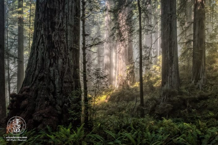 Coastal mist silently drifts through the redwood trees at Del Norte Coast Redwoods State Parkity in Northern California.
