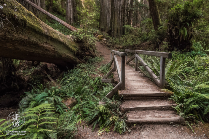 Small wooden bridge on Boy Scout Trail at Jedediah Smith Redwood State Park near Crescent City in Northern California.