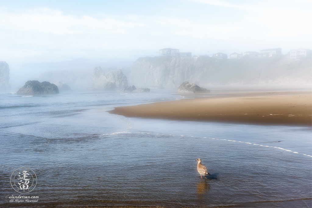 Seagull and cliffside homes peek through mist during foggy afternoon near the Face Rock State Scenic Viewpoint in Bandon, Oregon.