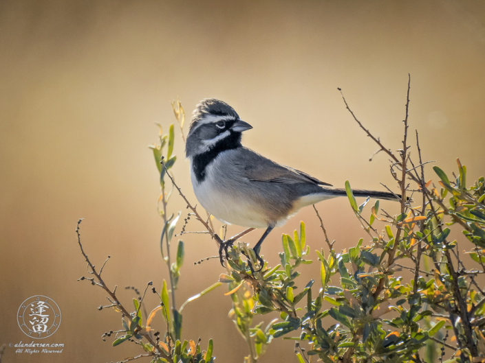 Black-throated Sparrow (Amphispiza bilineata) perched on a shrub in the San Pedro Riparian National Conservation Area outside of Sierra Vista, Arizona.