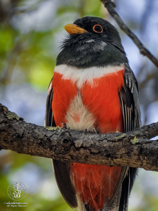 Elegant Trogon (Trogon elegans) perched up in an Oak tree.