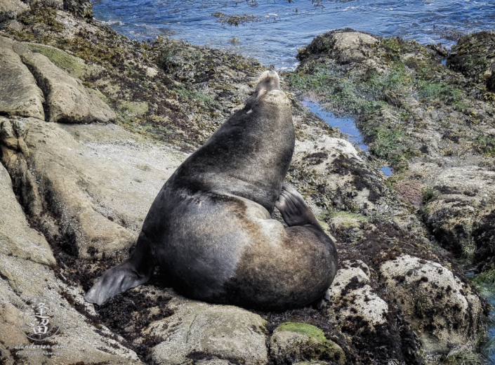 California Sea Lion (Zalophus californianus) taking a scratch break on rocks below North Cove Trail at Cape Arago in Oregon.