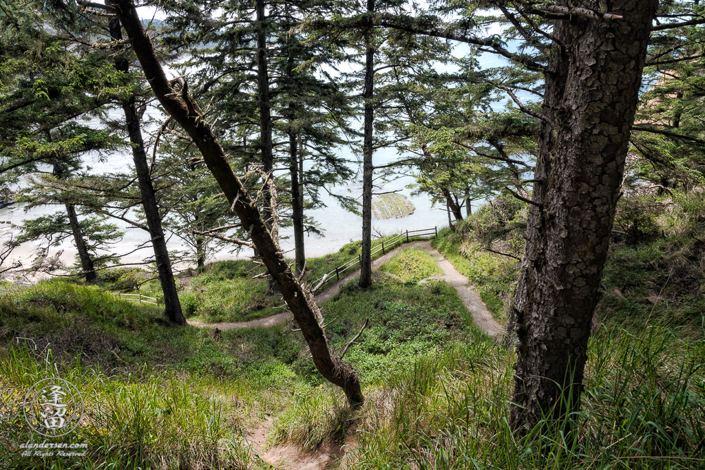 View of looking down from steep, but short, South Cove Trail weaving through pines and grass at Cape Arago in Oregon.