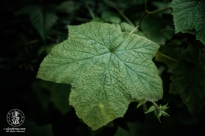 Large leaf along 10-minute trail at South Slough National Estuarine Research Reserve in Charleston, Oregon.