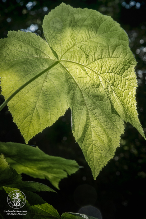 Large leaf along 10-minute trail at South Slough National Estuarine Research Reserve in Charleston, Oregon.