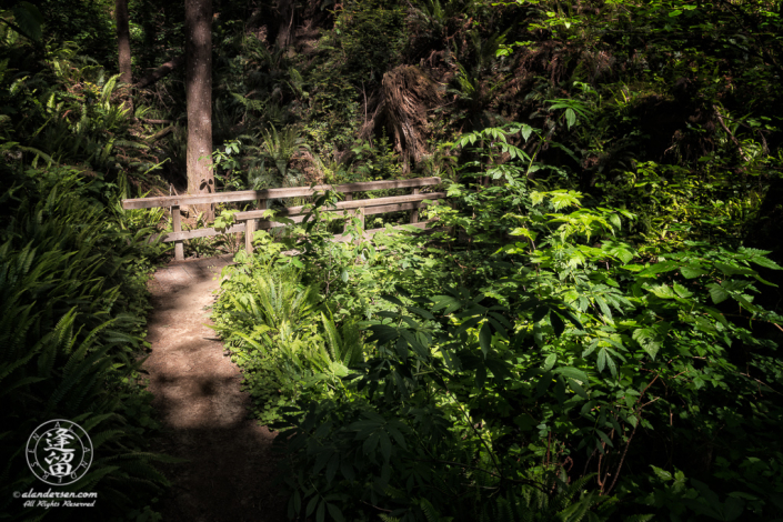 N5 footbridge on North Creek Trail at the South Slough National Estuarine Research Reserve in Charleston, Oregon.