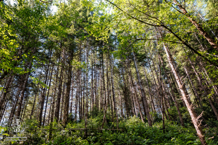 Grove of white barked trees along North Creek trail at South Slough National Estuarine Research Reserve in Charleston, Oregon.