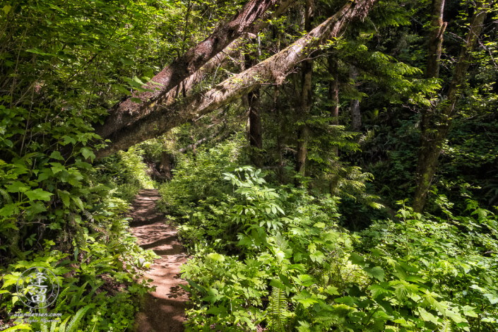 Dense foliage along the North Creek Trail at South Slough National Estuarine Research Reserve in Charleston, Oregon.