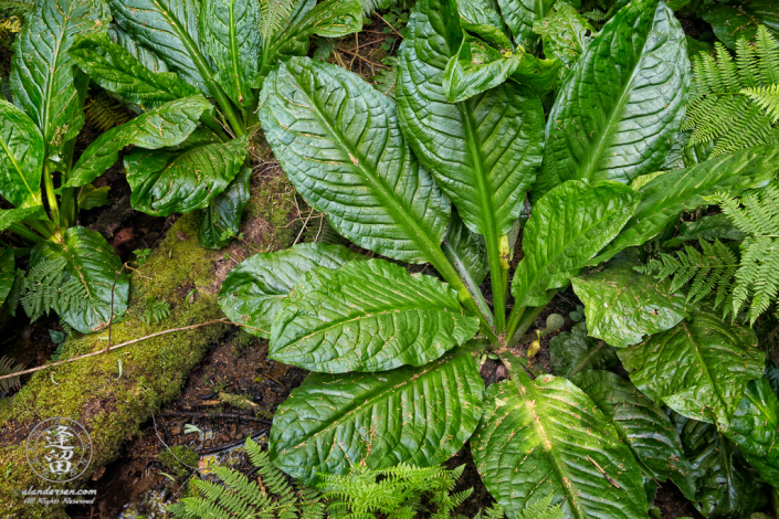 American Skunk Cabbage, (Lysichiton americanus) along North Creek Trail at South Slough National Estuarine Research Reserve in Charleston, Oregon.