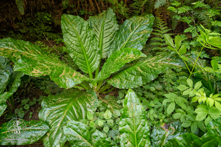 American Skunk Cabbage, (Lysichiton americanus) along North Creek Trail at South Slough National Estuarine Research Reserve in Charleston, Oregon.