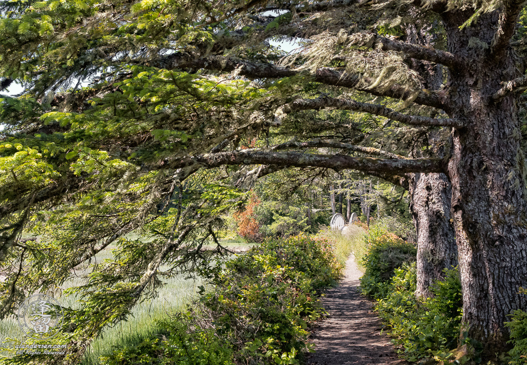 View looking back on North Creek Trail and N13 foot bridge at the South Slough National Estuarine Research Reserve in Charleston, Oregon.