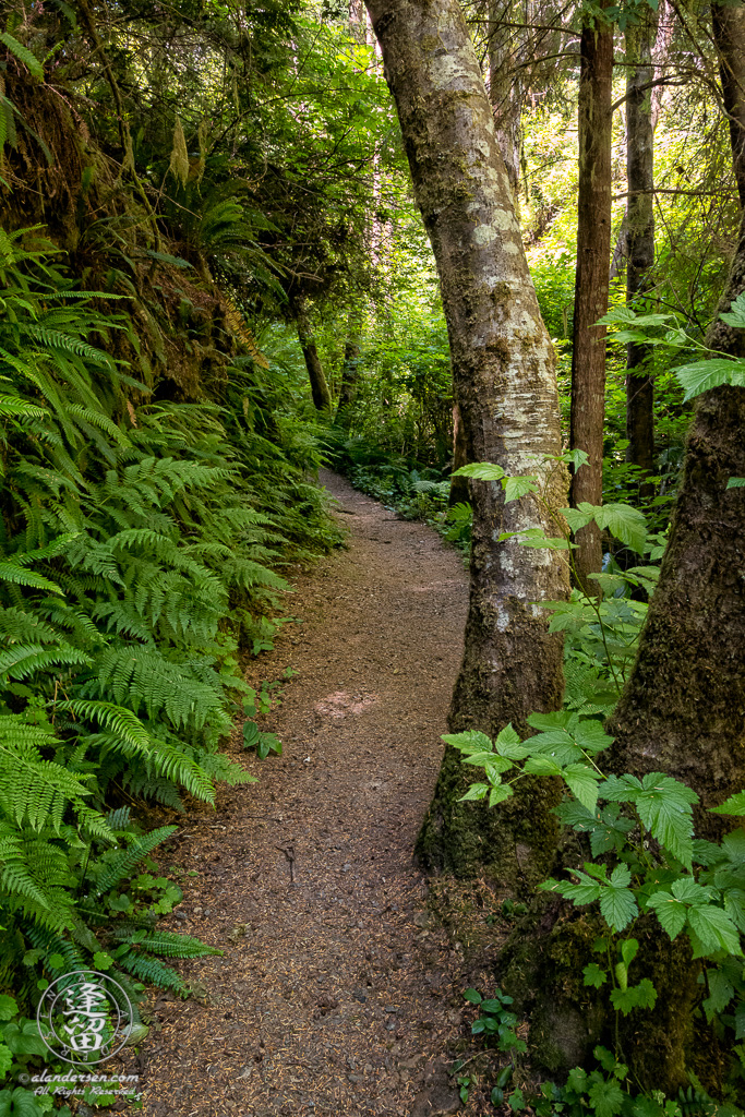 Somewhere on Hidden Trail at the South Slough National Estuarine Research Reserve in Charleston, Oregon.