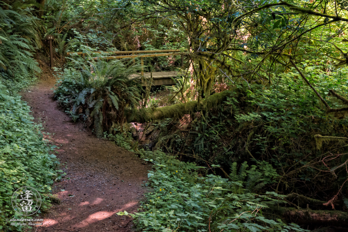 The Hidden Creek Trail H6 bridge at the South Slough National Estuarine Research Reserve in Charleston, Oregon.