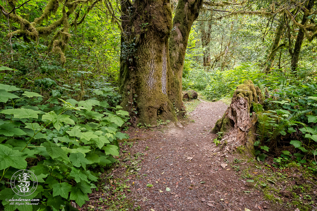 Trail to the bottom of Golden Falls at Golden and Silver Falls State Natural Area near Allegany in Oregon.