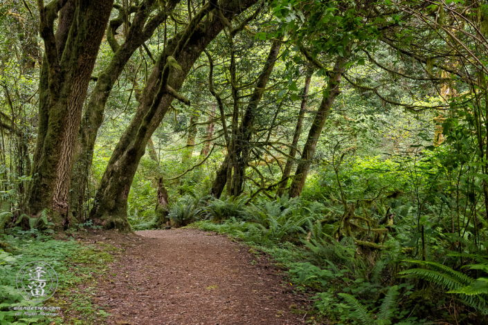 Trail to the bottom of Golden Falls at Golden and Silver Falls State Natural Area near Allegany in Oregon.