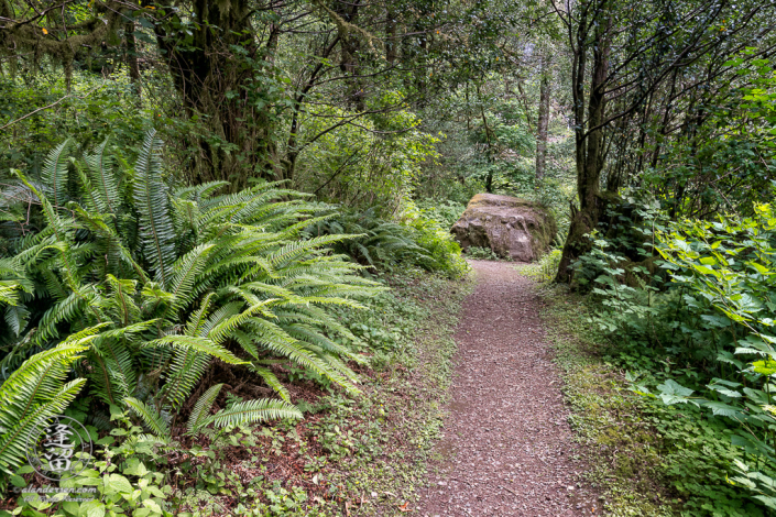 Trail to the bottom of Golden Falls at Golden and Silver Falls State Natural Area near Allegany in Oregon.