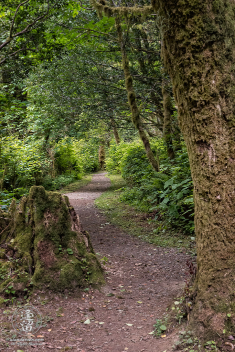 Trail to the bottom of Golden Falls at Golden and Silver Falls State Natural Area near Allegany in Oregon.