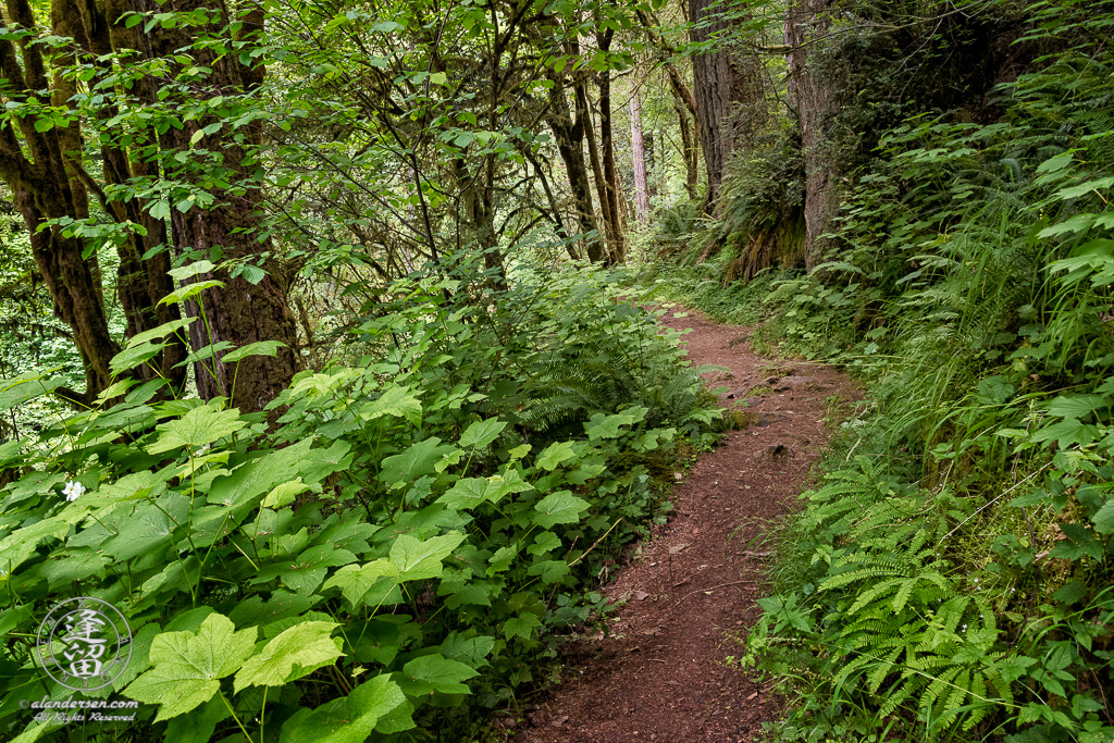 Trail to the top of Golden Falls at Golden and Silver Falls State Natural Area near Allegany in Oregon.