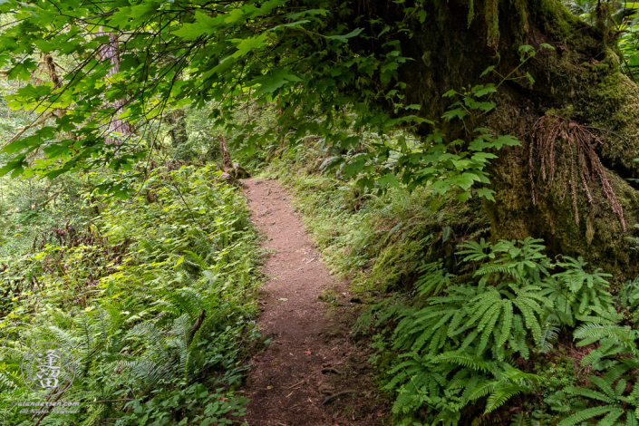 Trail to the top of Golden Falls at Golden and Silver Falls State Natural Area near Allegany in Oregon.