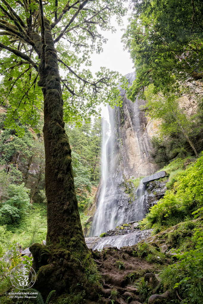 Scenic view from the bottom of Silver Falls, at Golden and Silver Falls State Natural Area near Allegany in Oregon.