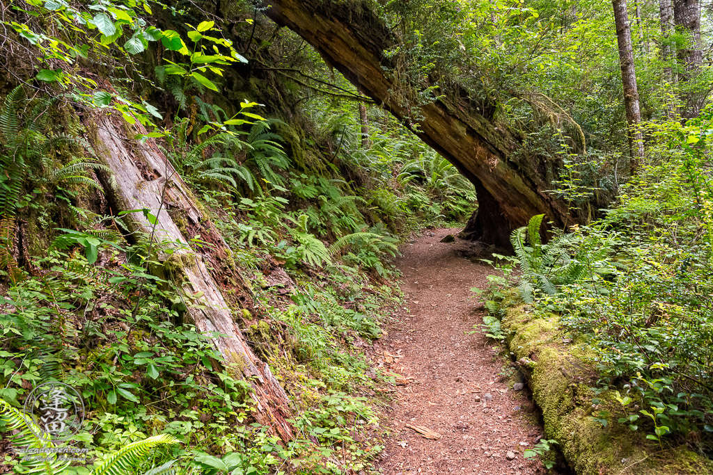 Trail to the top of Golden Falls at Golden and Silver Falls State Natural Area near Allegany in Oregon.