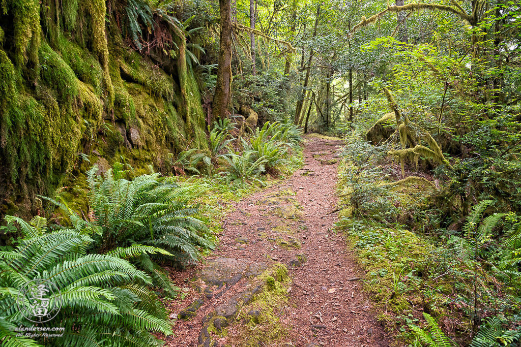 Trail to the top of Golden Falls at Golden and Silver Falls State Natural Area near Allegany in Oregon.