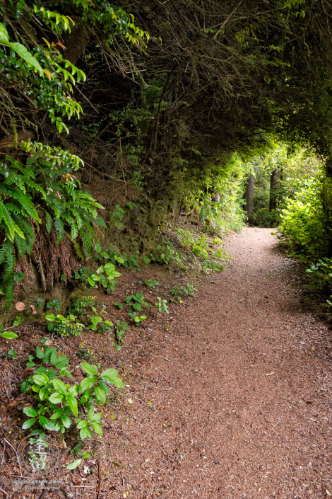 Hiking trail around Lake Marie, a pretty little lake within the confines of Umpqua Lighthouse State Park near Winchester Bay, Oregon.