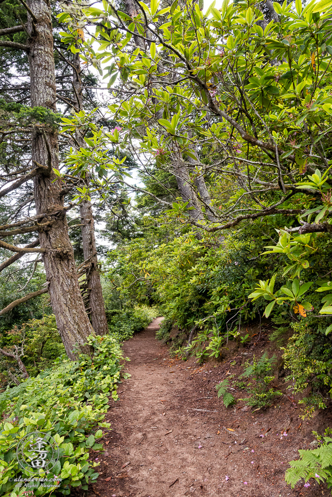 Hiking trail around Lake Marie, a pretty little lake within the confines of Umpqua Lighthouse State Park near Winchester Bay, Oregon.