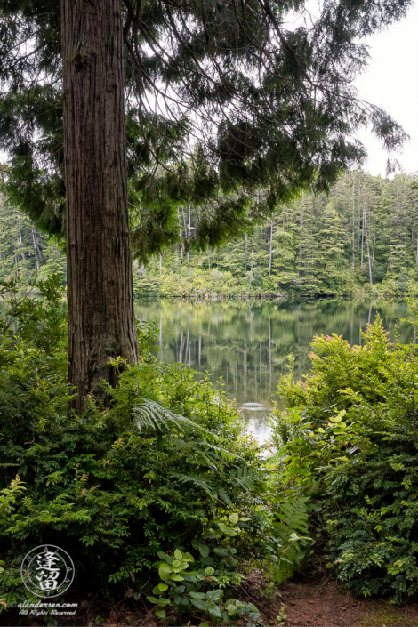 Cloudy morning at Lake Marie in the Umpqua Lighthouse State Park near Winchester Bay, Oregon.