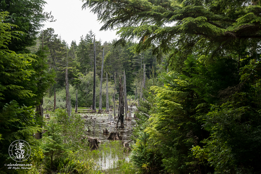 Scenic view of marshy area that borders the Eastern side of Lower Empire Lake at John Topits Park in North Bend, Oregon.