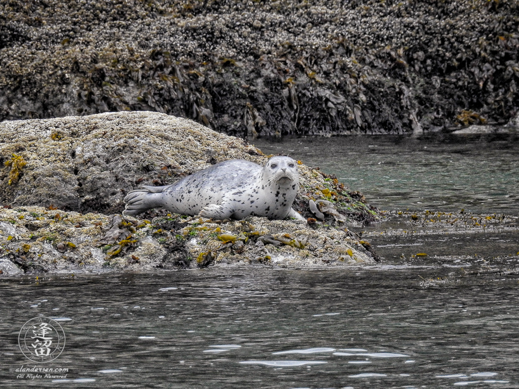 Skittish Harbor Seal (Phoca vitulina) pup trying to get settled down near Elephant Rock by Coquille Point at Bandon, Oregon.