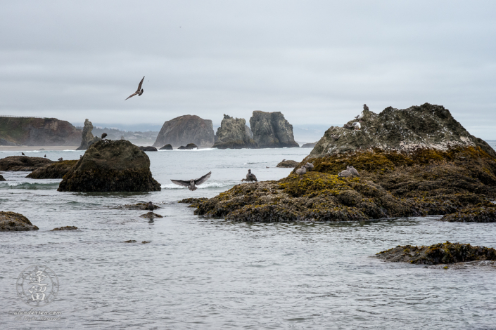 Seagulls doing Gull things on the seastacks by Elephant Rock at Bandon in Oregon.