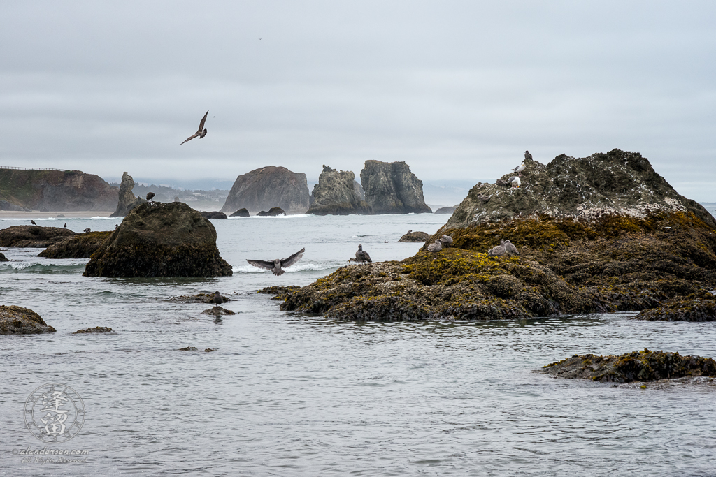 Seagulls doing Gull things on the seastacks by Elephant Rock at Bandon in Oregon.