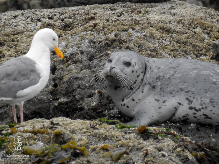 Skittish Harbor Seal (Phoca vitulina) pup trying to get settled down near Elephant Rock by Coquille Point at Bandon, Oregon.