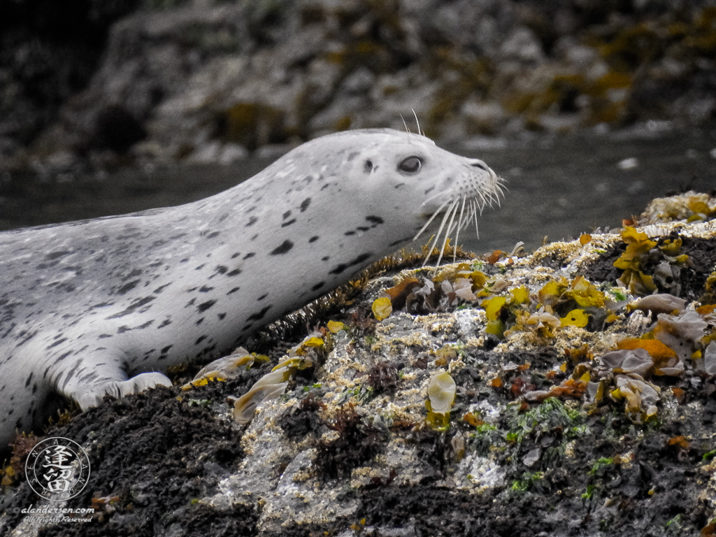 Skittish Harbor Seal (Phoca vitulina) pup trying to get settled down near Elephant Rock by Coquille Point at Bandon, Oregon.