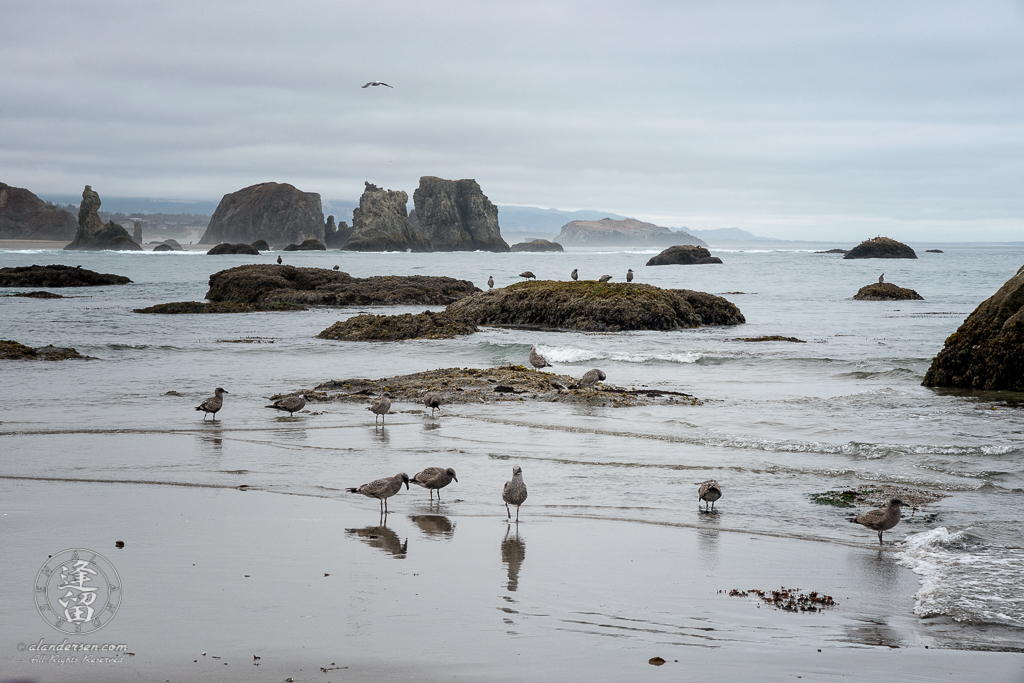 Seagulls flying and patroling the beach near Elephant Rock at Coquille Point in Bandon, Oregon. Bandon's more famous seastacks at Face Rock State Scenic Virepoint are in the background.