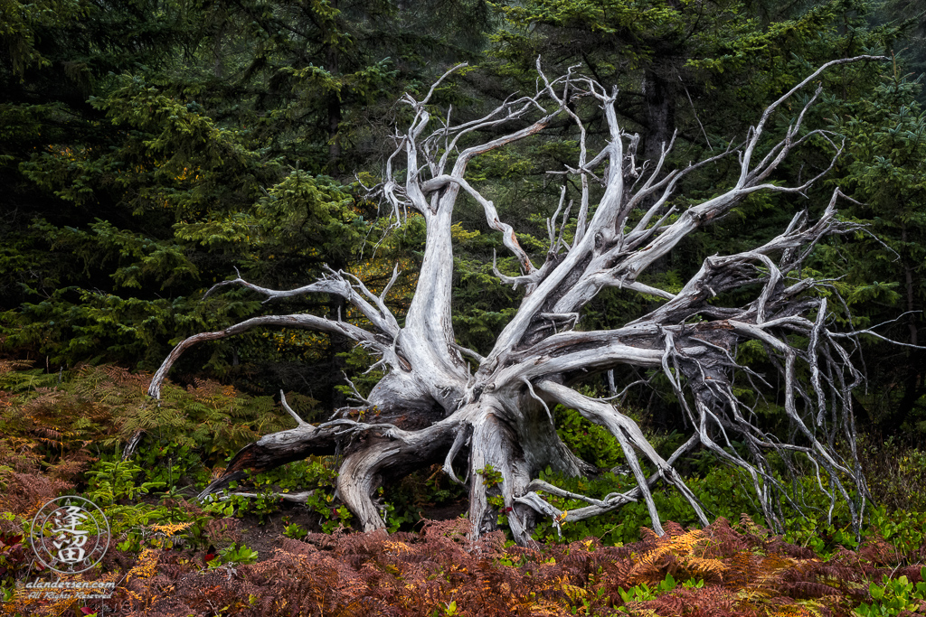 A bleached tree skeleton near the old tennis courts at Shore Acres State Park outside of Charleston in Oregon.