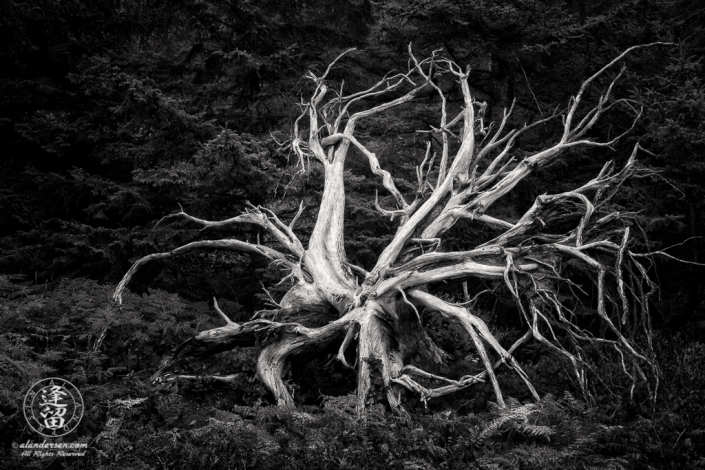 A bleached tree skeleton near the old tennis courts at Shore Acres State Park outside of Charleston in Oregon.