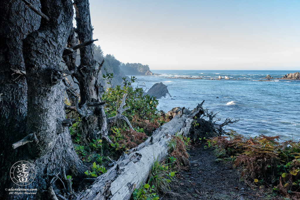 A tree trunk lies on the edge of a cliff near Shore Acres State Park outside of Charleston in Oregon.