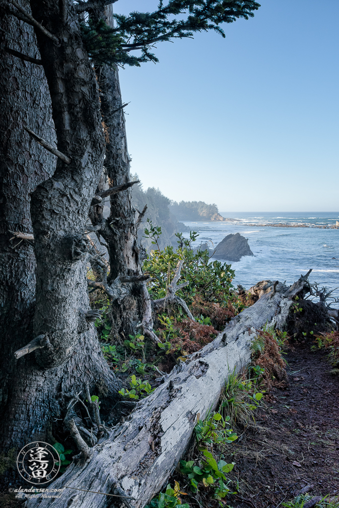 A tree trunk lies on the edge of a cliff near Shore Acres State Park outside of Charleston in Oregon.