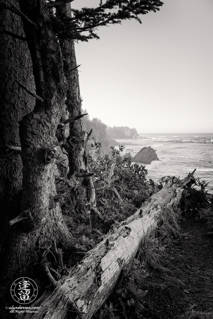 A tree trunk lies on the edge of a cliff near Shore Acres State Park outside of Charleston in Oregon.