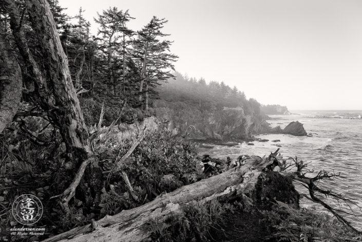 A tree trunk lies on the edge of a cliff near Shore Acres State Park outside of Charleston in Oregon.