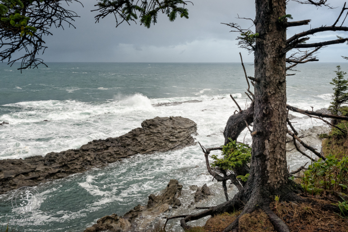 Evergreen perched precariously at cliffs edge above barrier rocks near Shore Acres State Park outside of Charleston in Oregon.