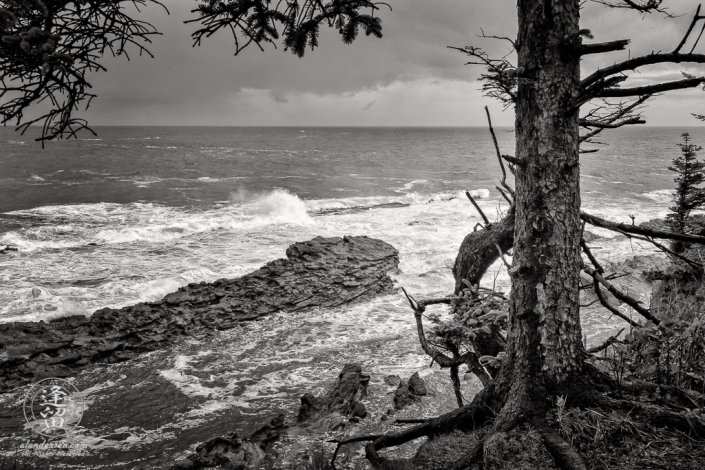 Evergreen perched precariously at cliffs edge above barrier rocks near Shore Acres State Park outside of Charleston in Oregon.